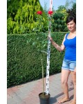 Троянда великоквіткова (пістрява, червоно-біла) ШТАМБ | Rose large-flowered (trunk, red-white)  SHTAMB | Роза крупноцветковая (пестрая, красно-белая) ШТАМБ